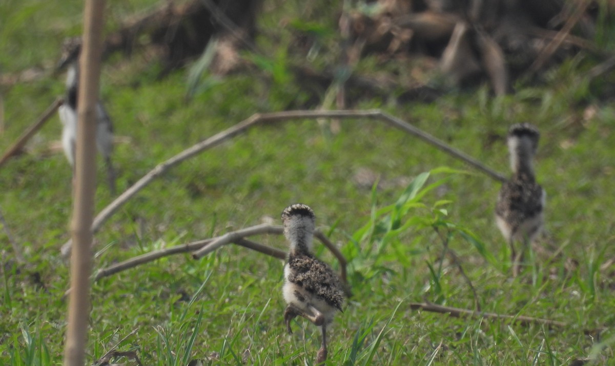 Southern Lapwing - Fernando Angulo - CORBIDI