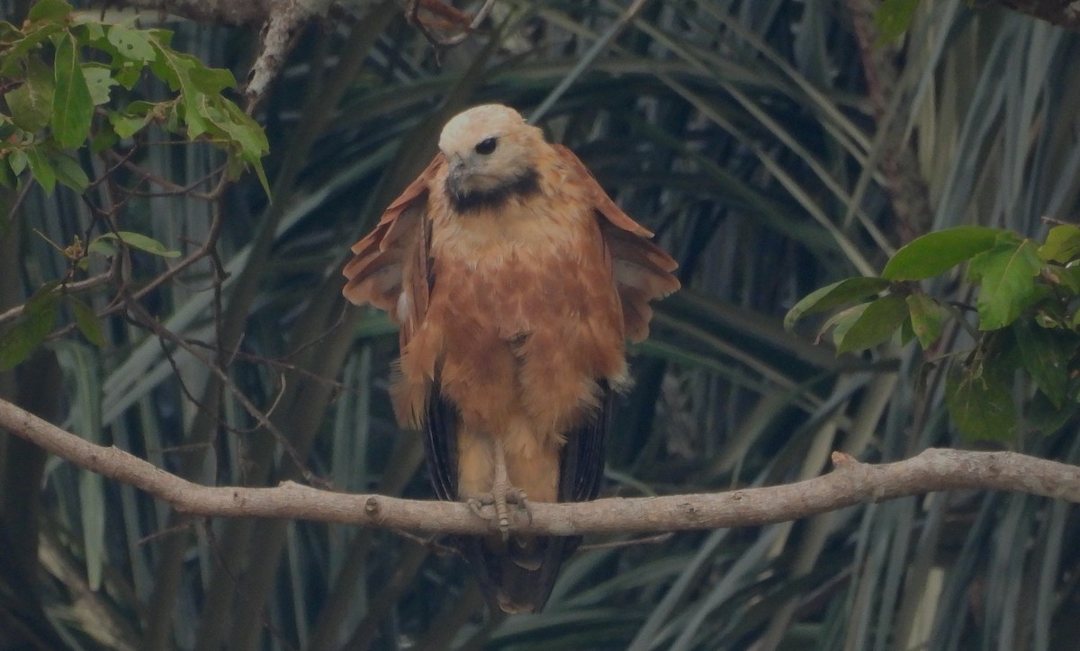 Black-collared Hawk - ML609518940