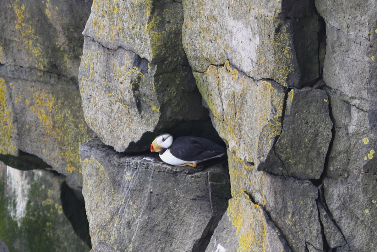 Horned Puffin - ML609518951