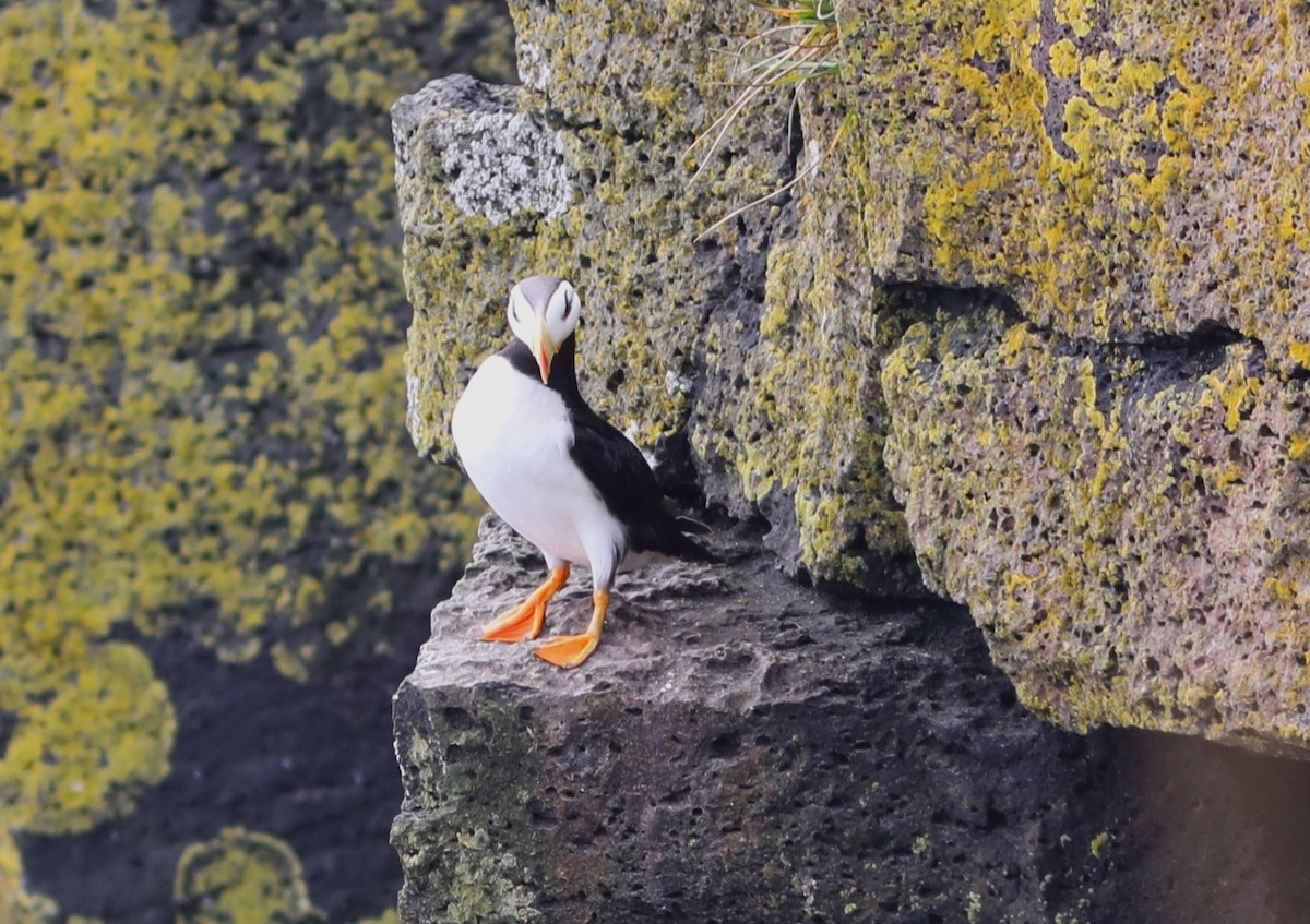 Horned Puffin - ML609518952