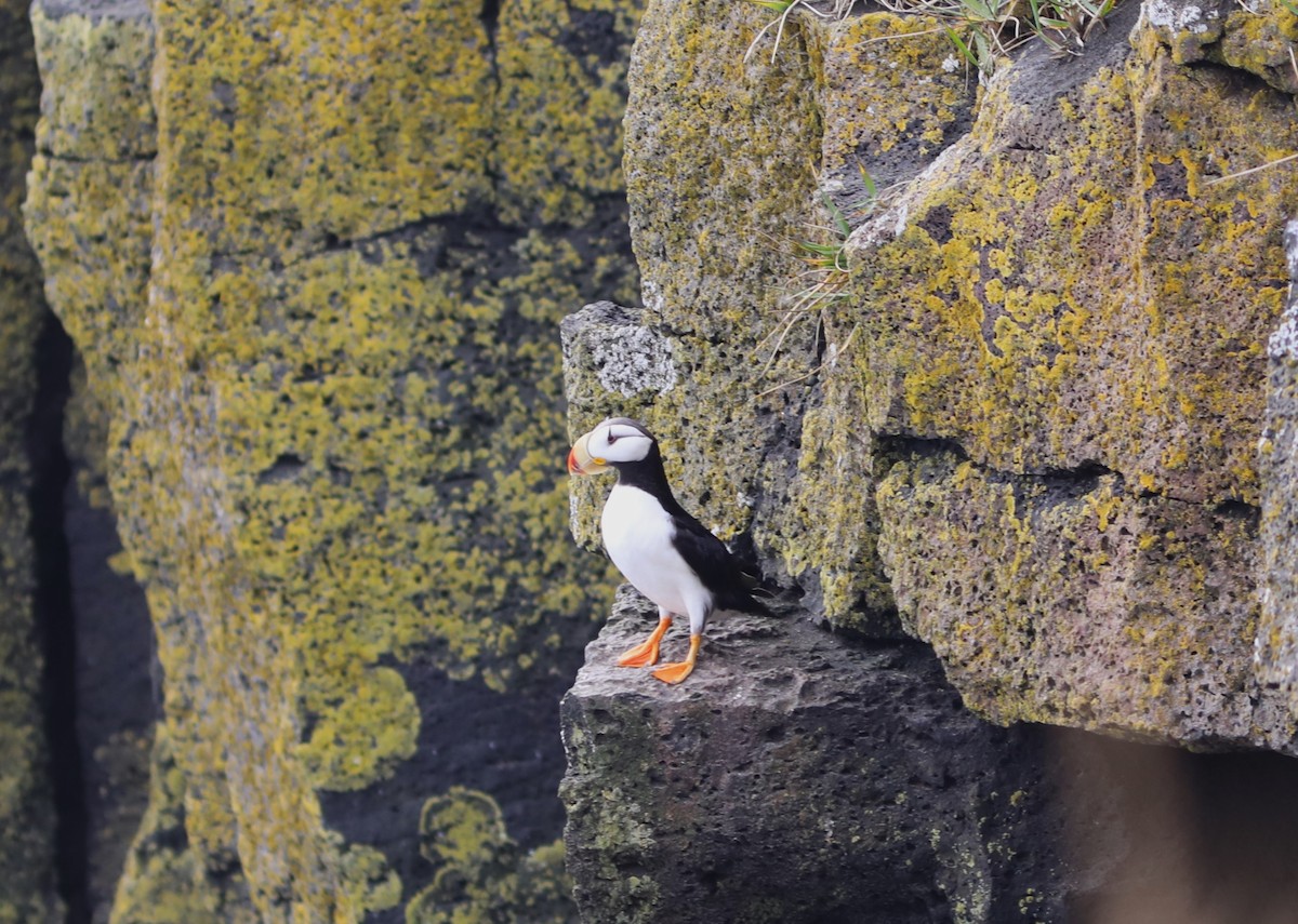 Horned Puffin - ML609518953