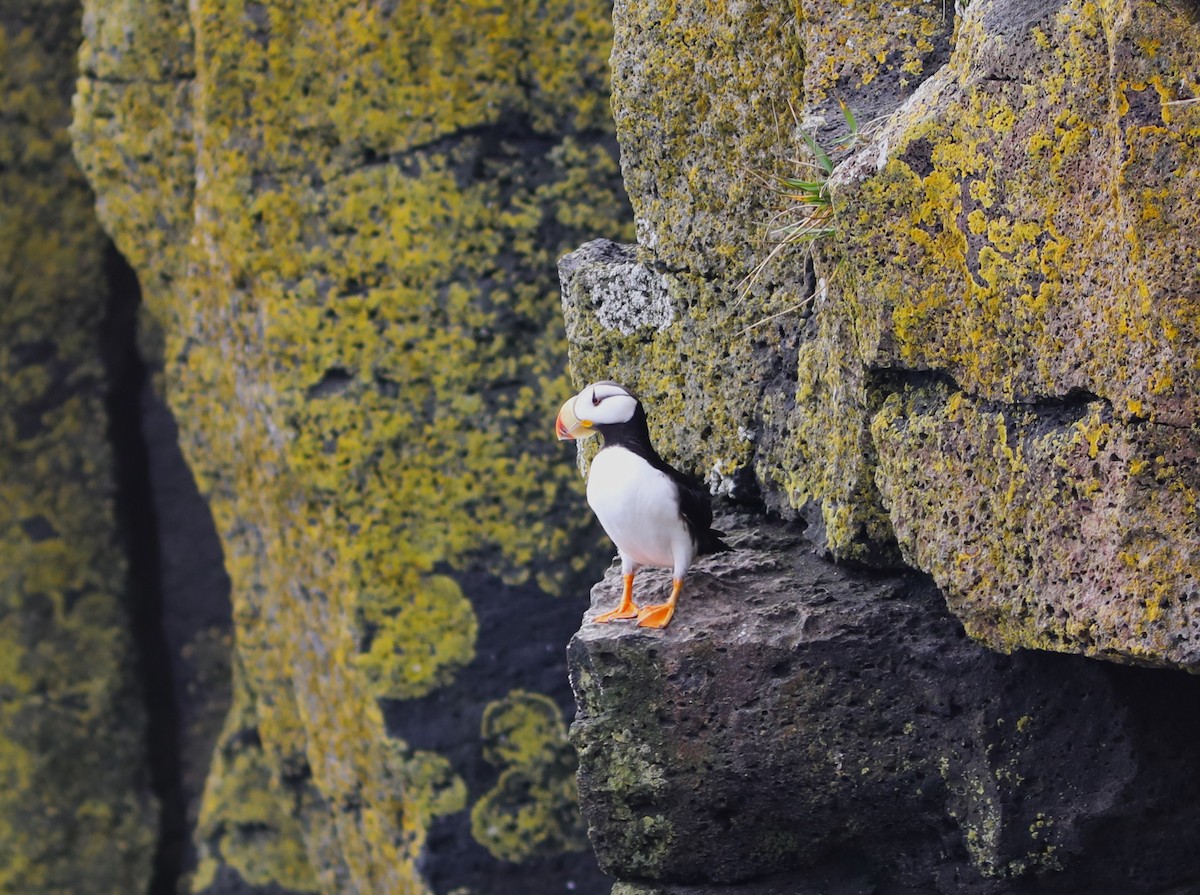 Horned Puffin - ML609518954