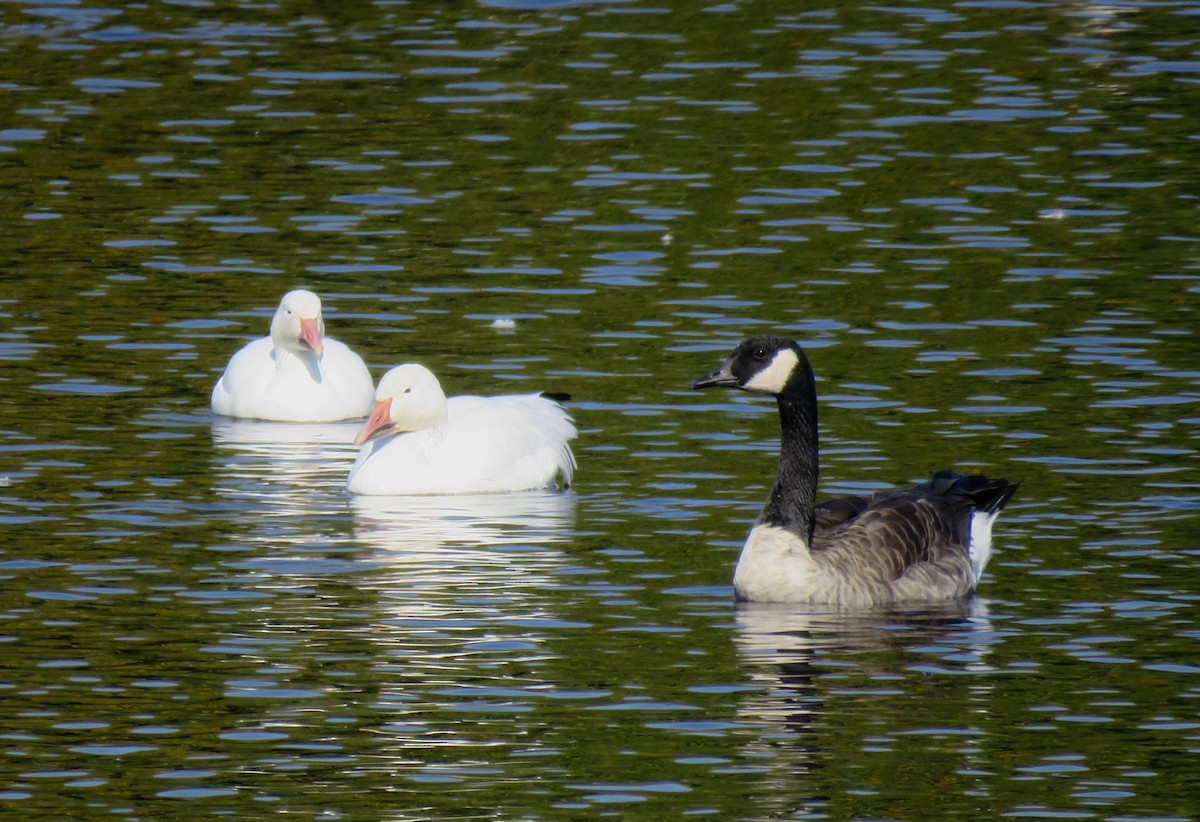 Snow Goose - ML609518986