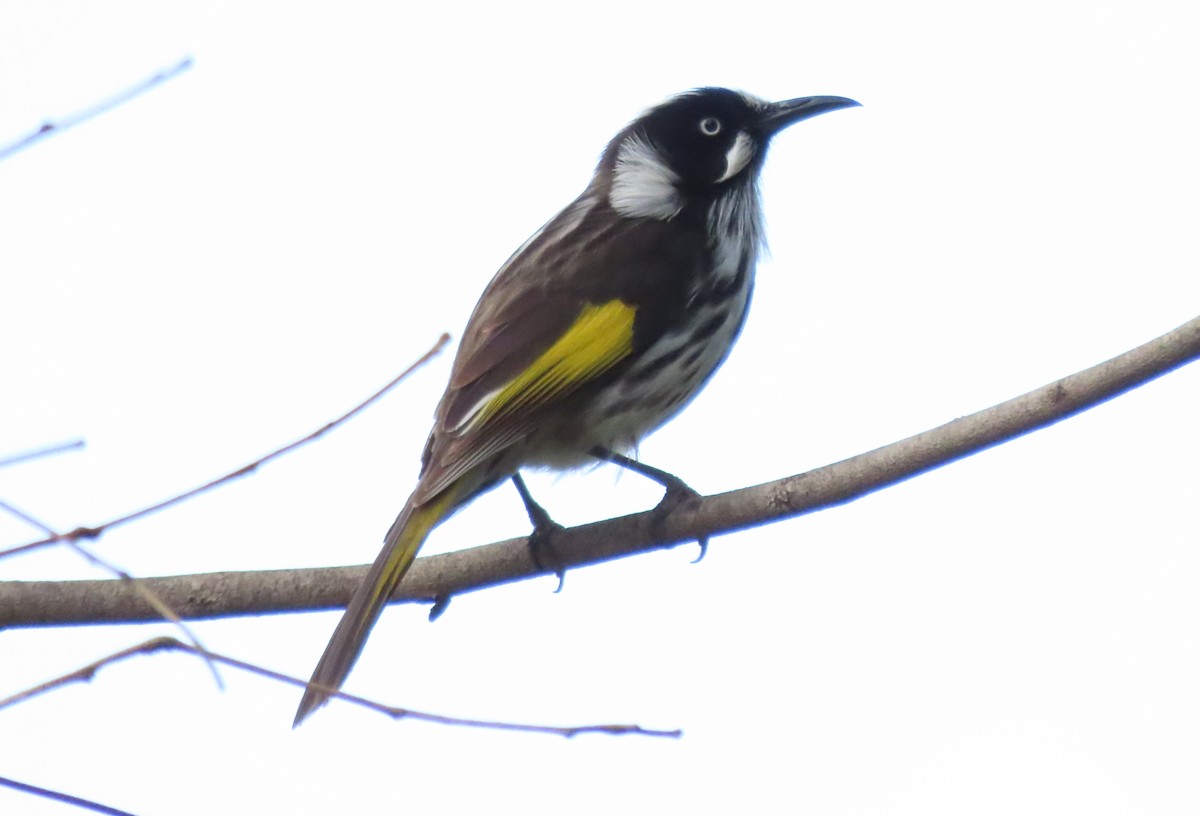 New Holland Honeyeater - ML609518994