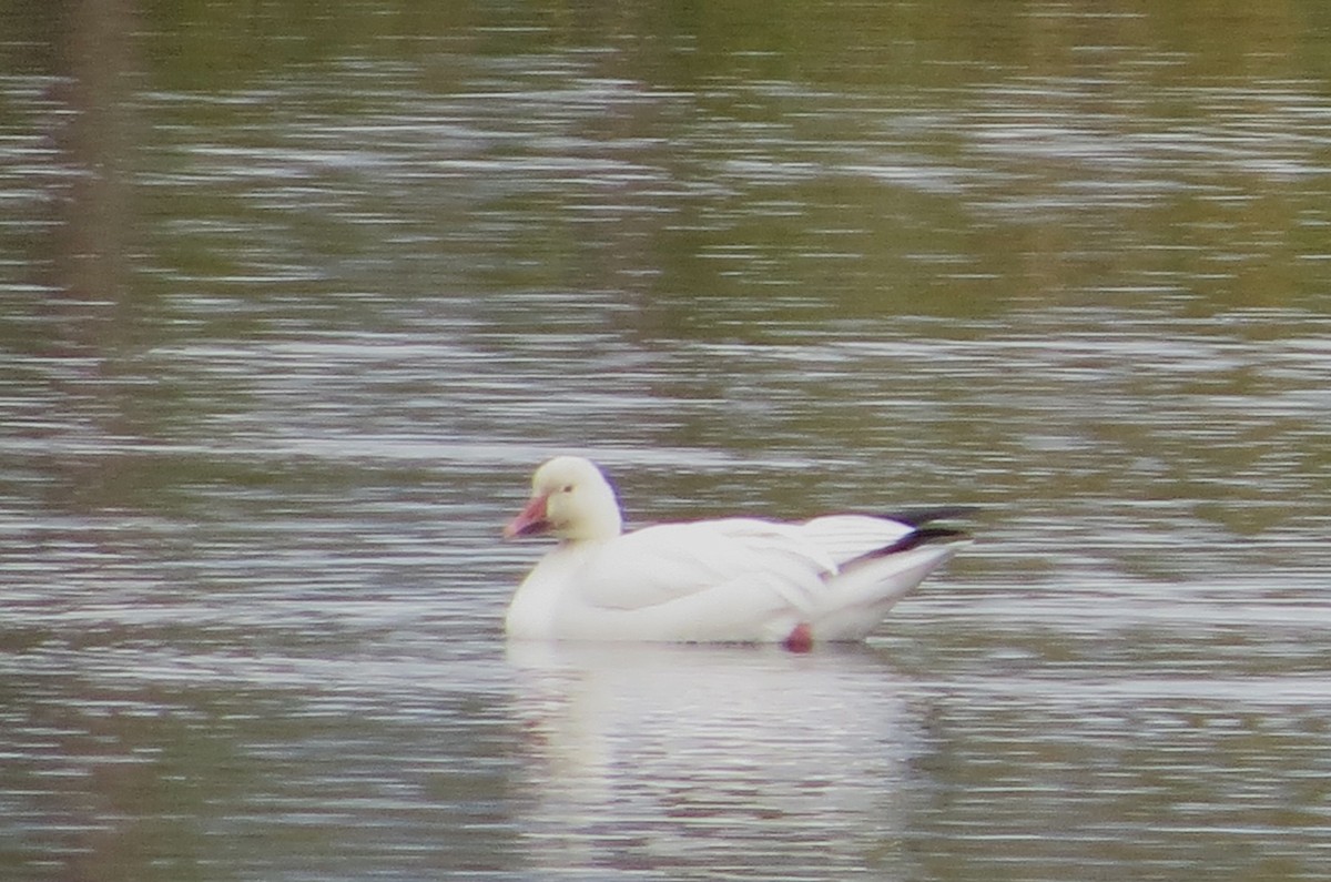 Snow Goose - ML609519003