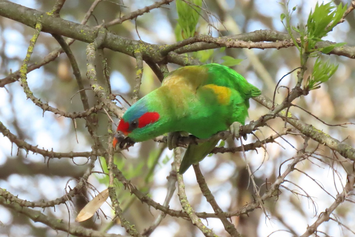 Musk Lorikeet - ML609519005