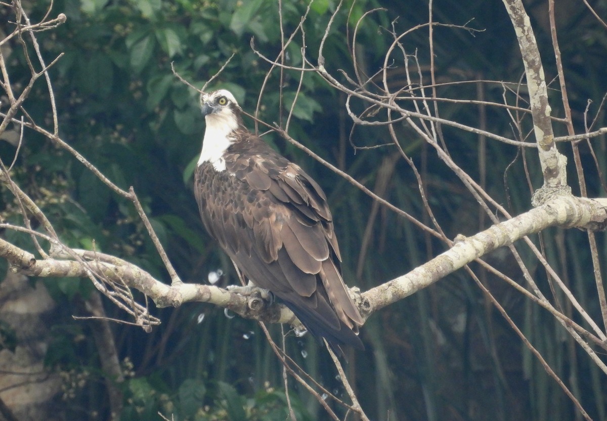 Osprey - Fernando Angulo - CORBIDI