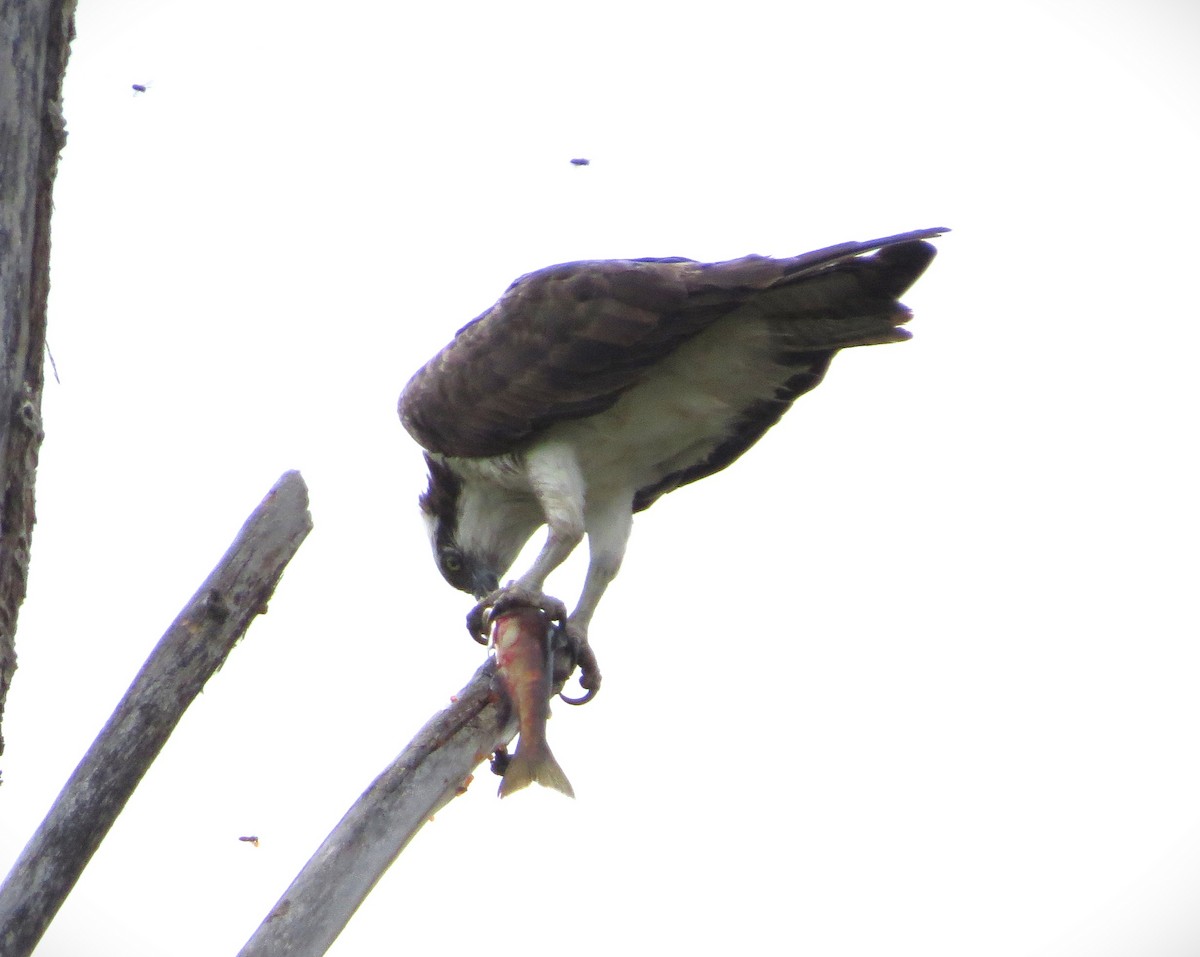 Balbuzard pêcheur - ML609519054