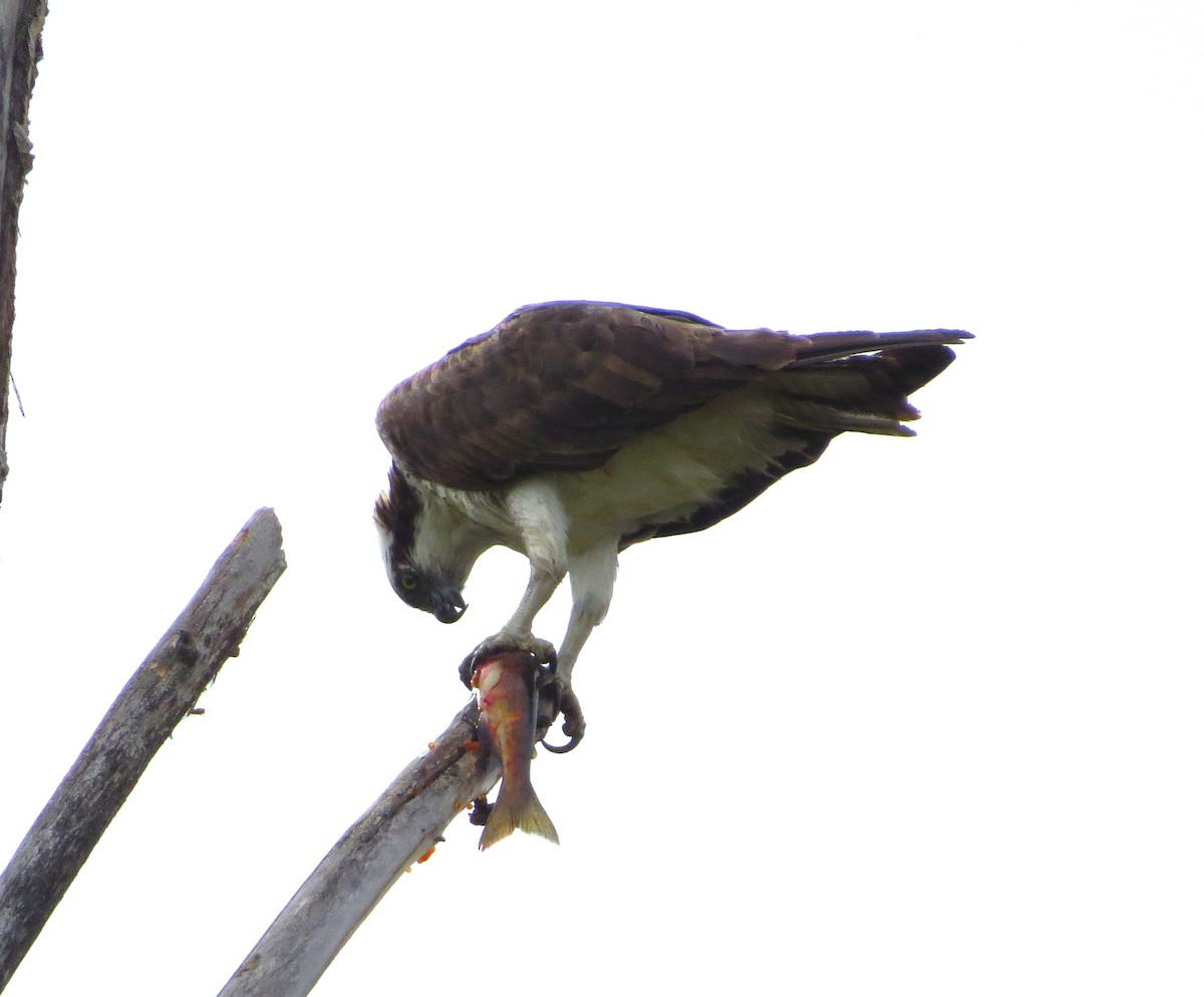 Balbuzard pêcheur - ML609519055