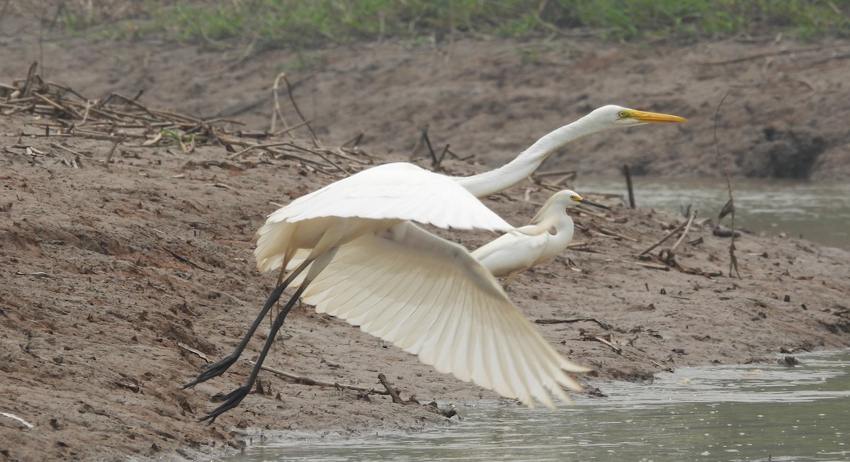 Great Egret - Fernando Angulo - CORBIDI