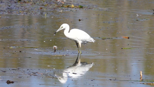 Little Blue Heron - ML609519146