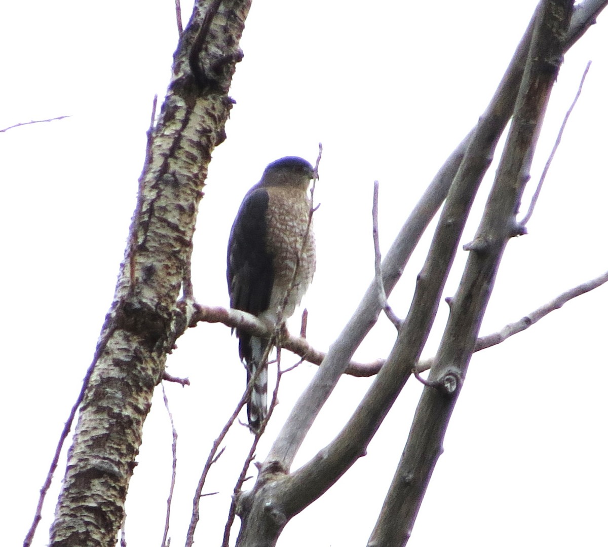 Cooper's Hawk - ML609519205