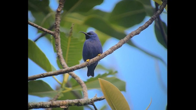 Purple Honeycreeper - ML609519210