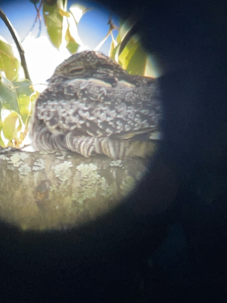 Common Nighthawk - ML609519235