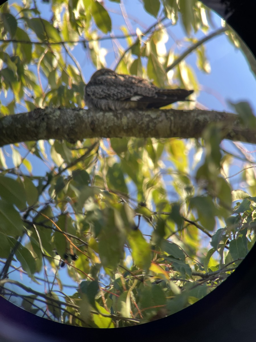 Common Nighthawk - ML609519236