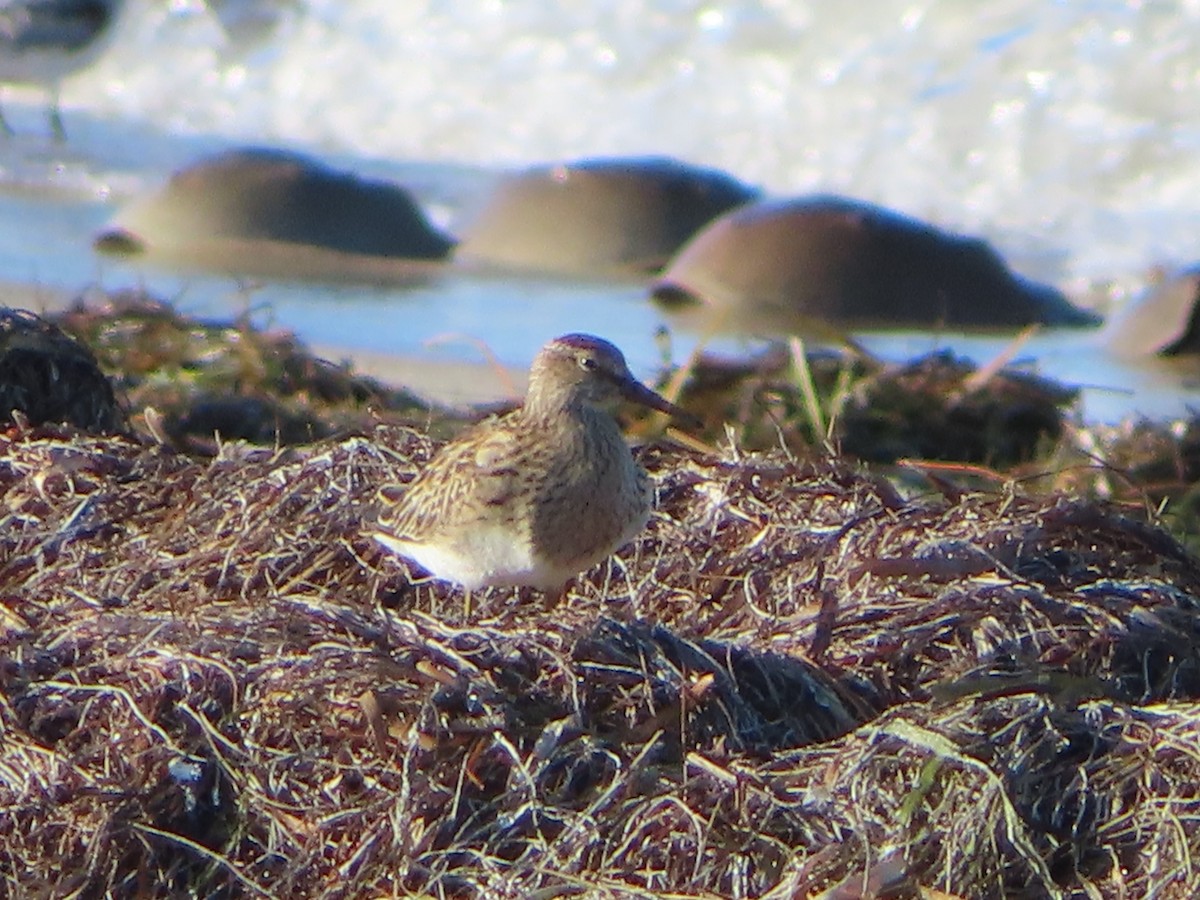 Pectoral Sandpiper - ML609519251