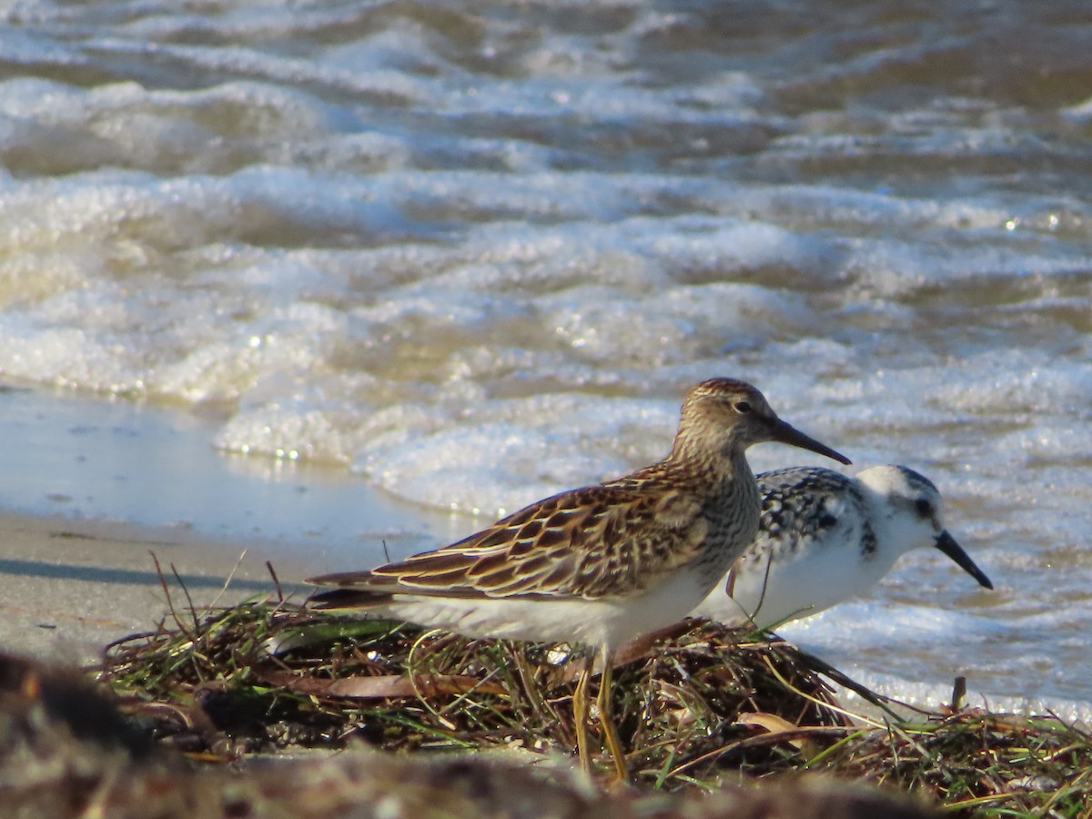 Pectoral Sandpiper - ML609519252