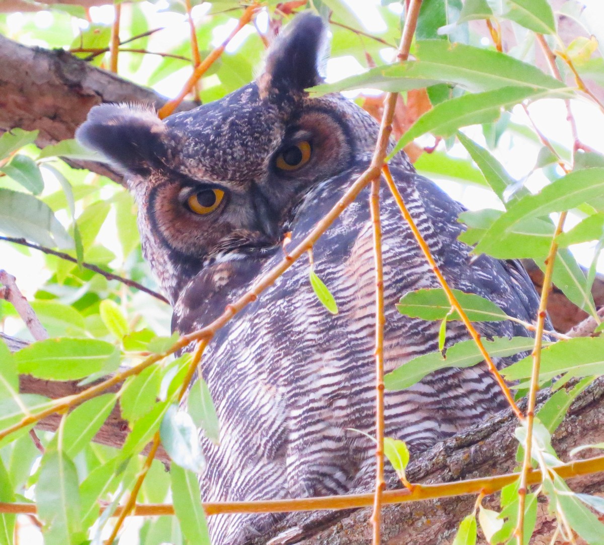 Great Horned Owl - ML609519267