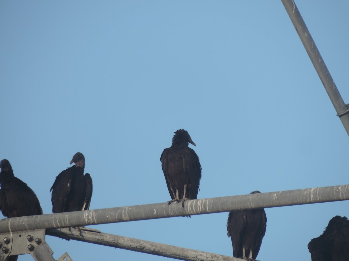 Black Vulture - ML609519276