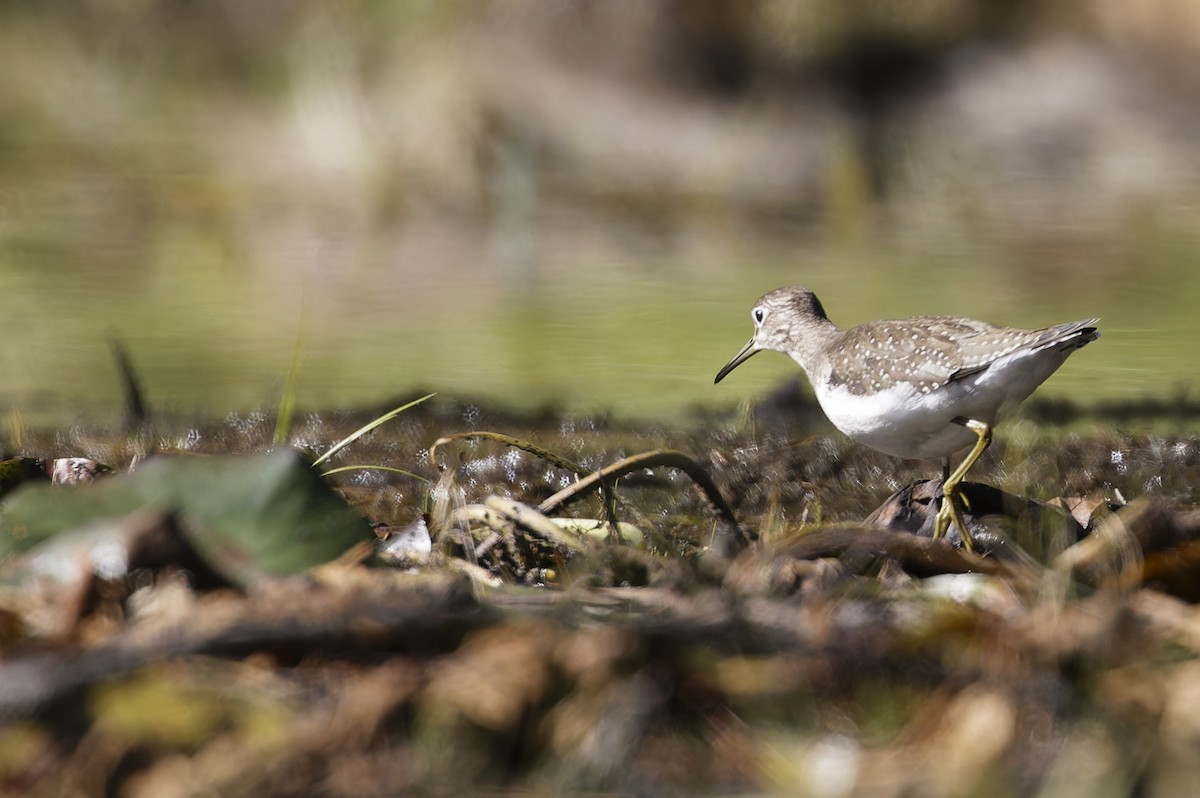 Solitary Sandpiper - ML609519298