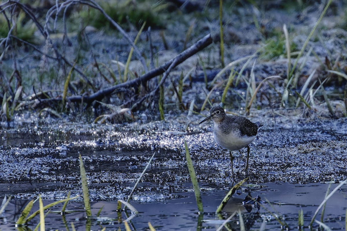 Solitary Sandpiper - ML609519299