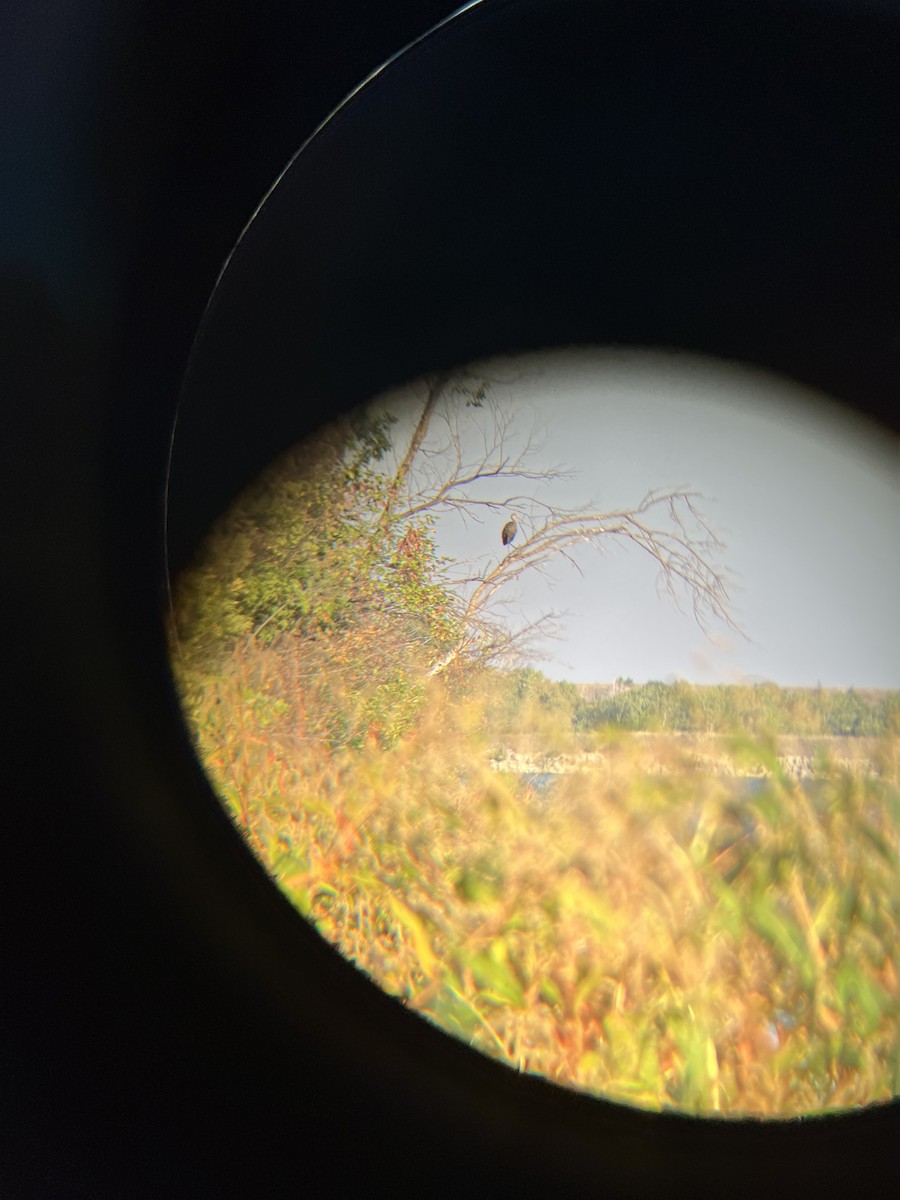 Limpkin - Milo Koehn