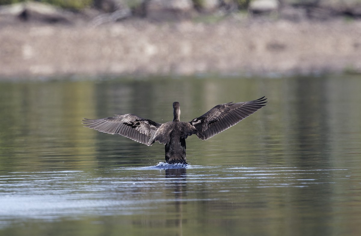 Double-crested Cormorant - Mario St-Gelais