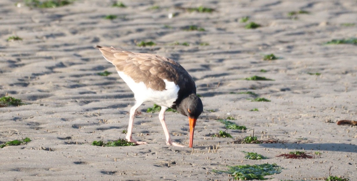 American Oystercatcher - ML609519324