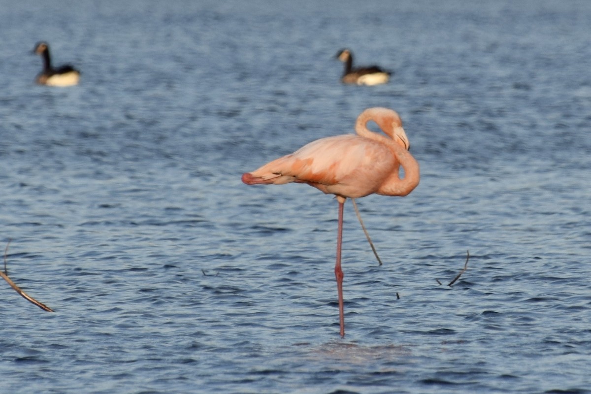 American Flamingo - Milo Koehn