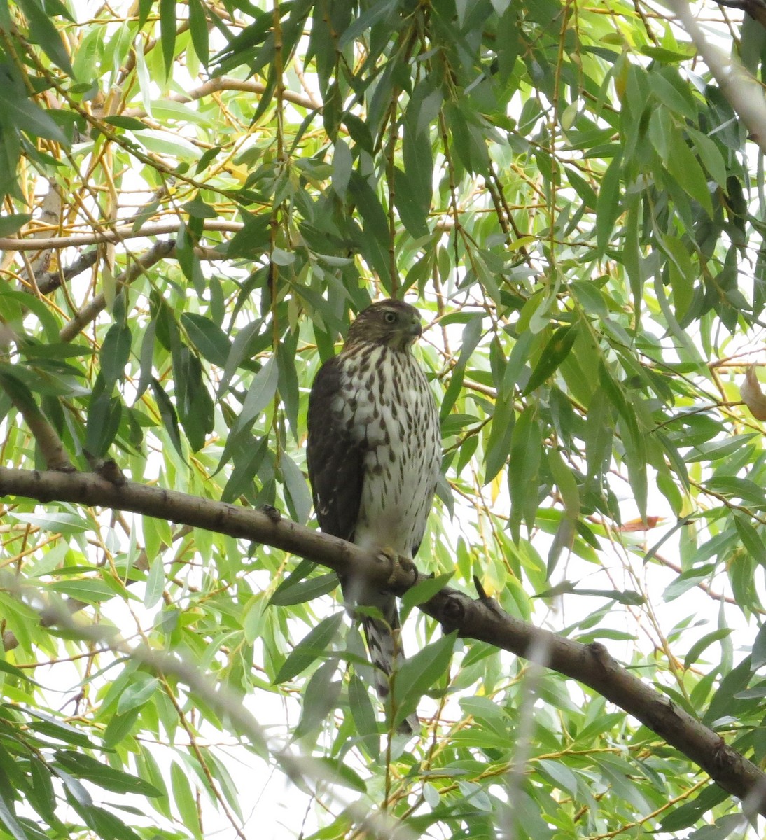 Cooper's Hawk - ML609519414