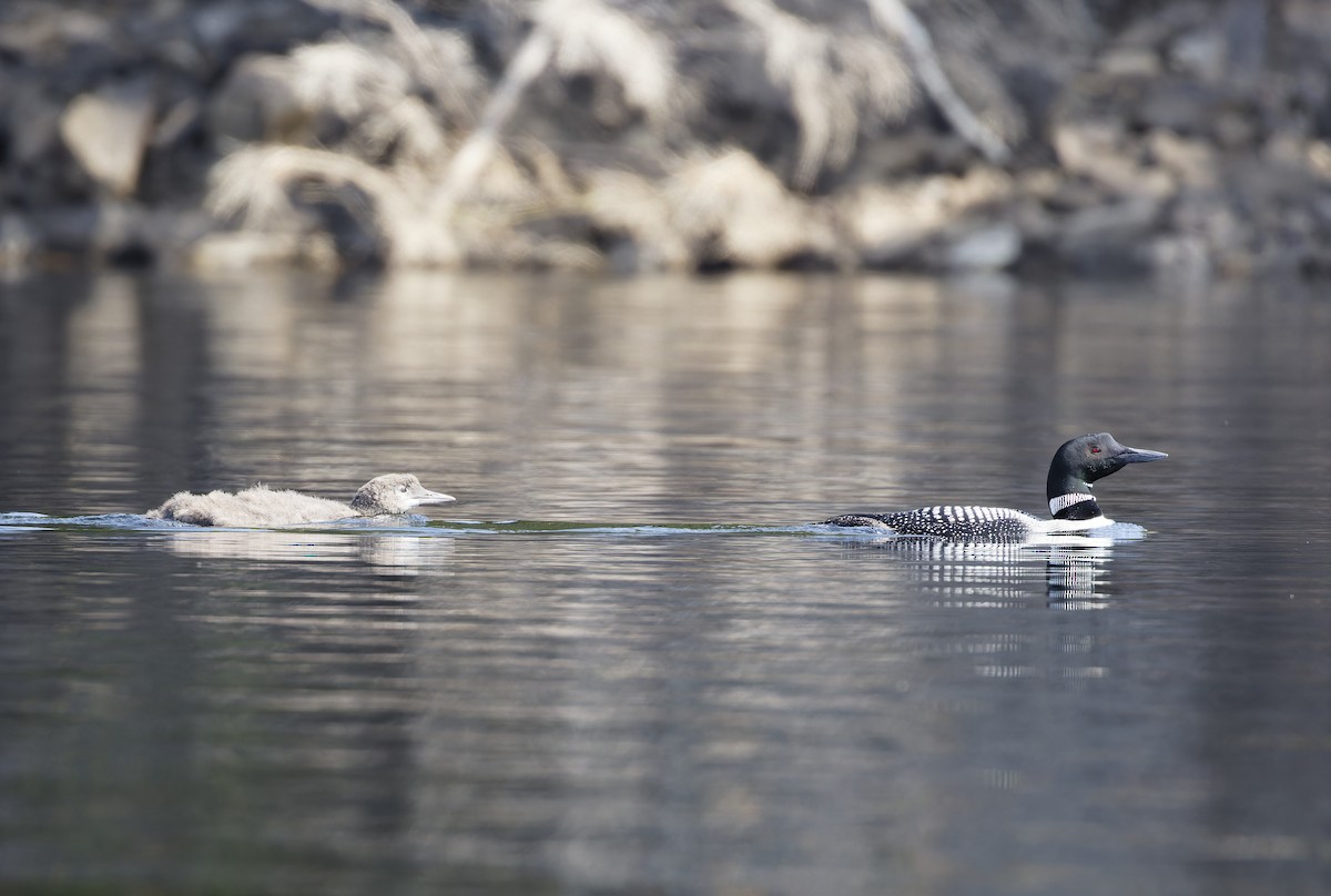 Plongeon huard - ML609519468