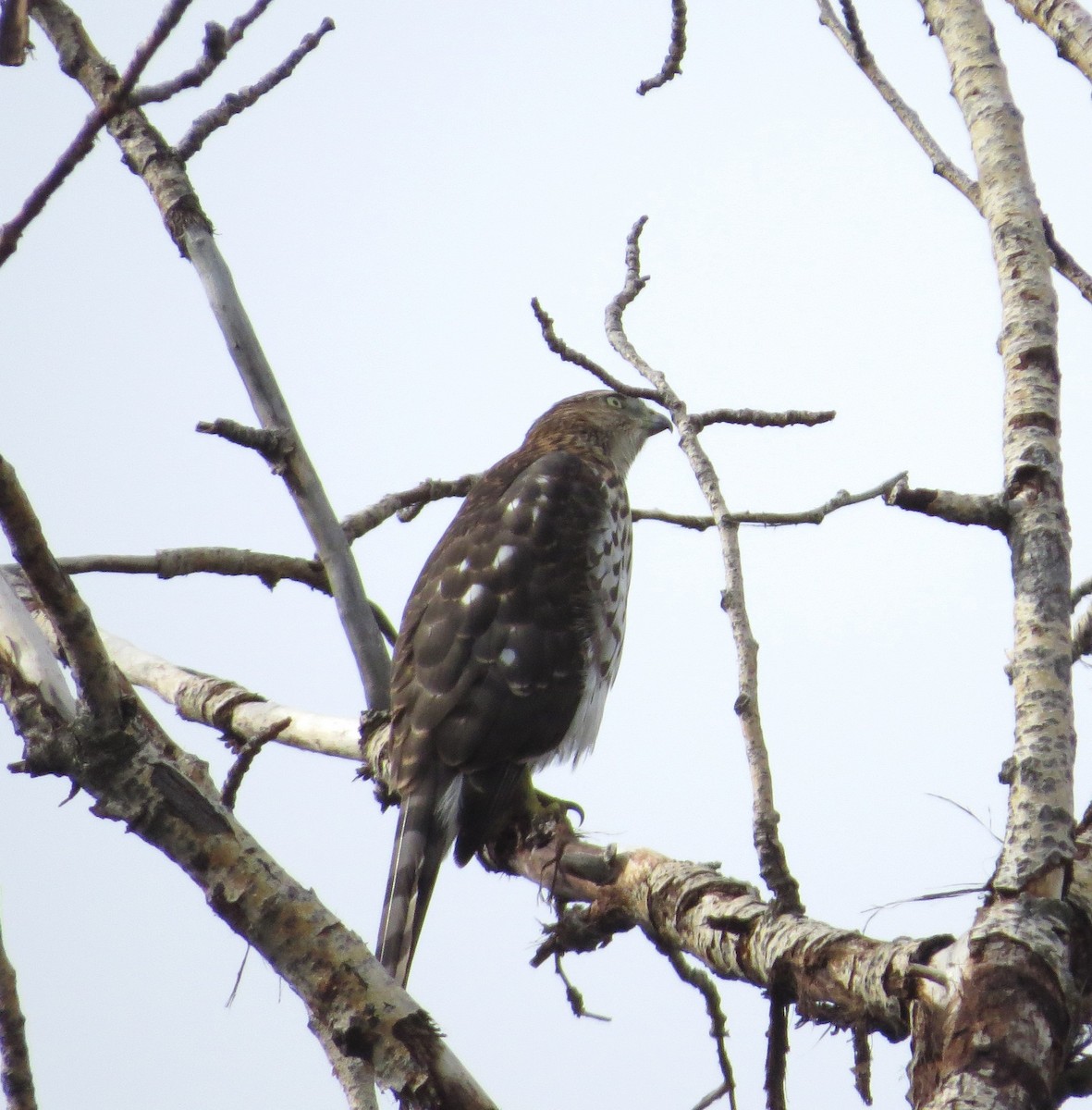 Cooper's Hawk - ML609519490