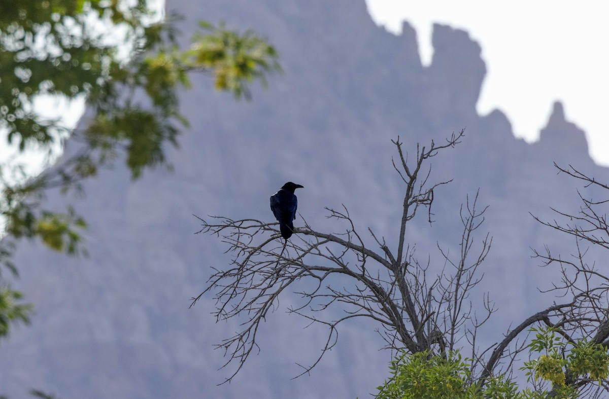 Common Raven - Diane Hoy