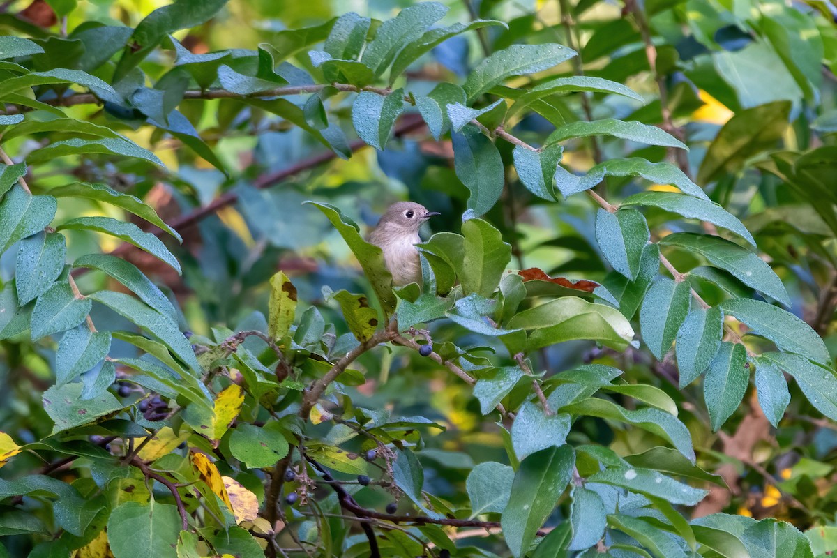 Ruby-crowned Kinglet - ML609519547