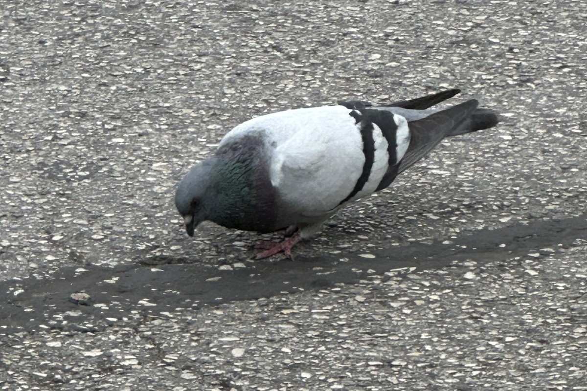 Pigeon biset (forme domestique) - ML609519576