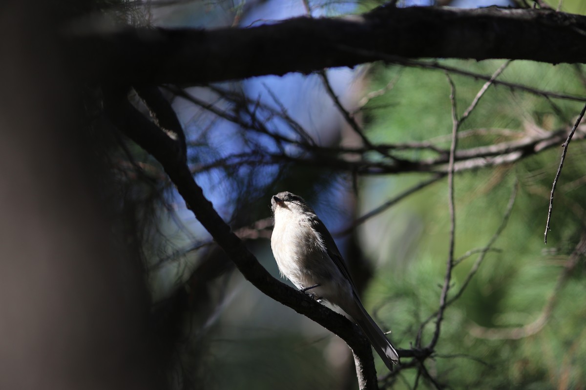 Golden Whistler (Eastern) - ML60951961