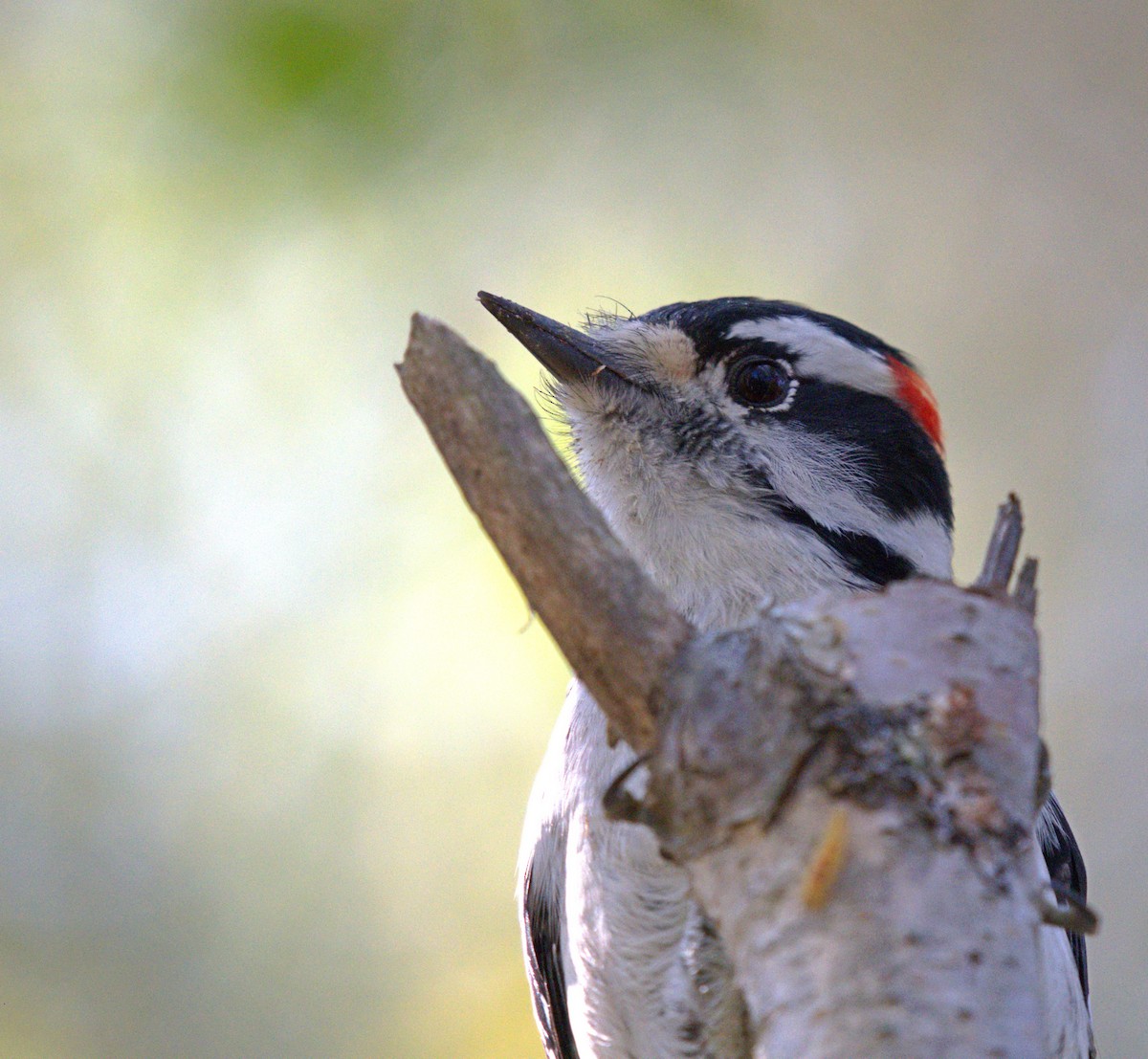 Downy Woodpecker - ML609519755