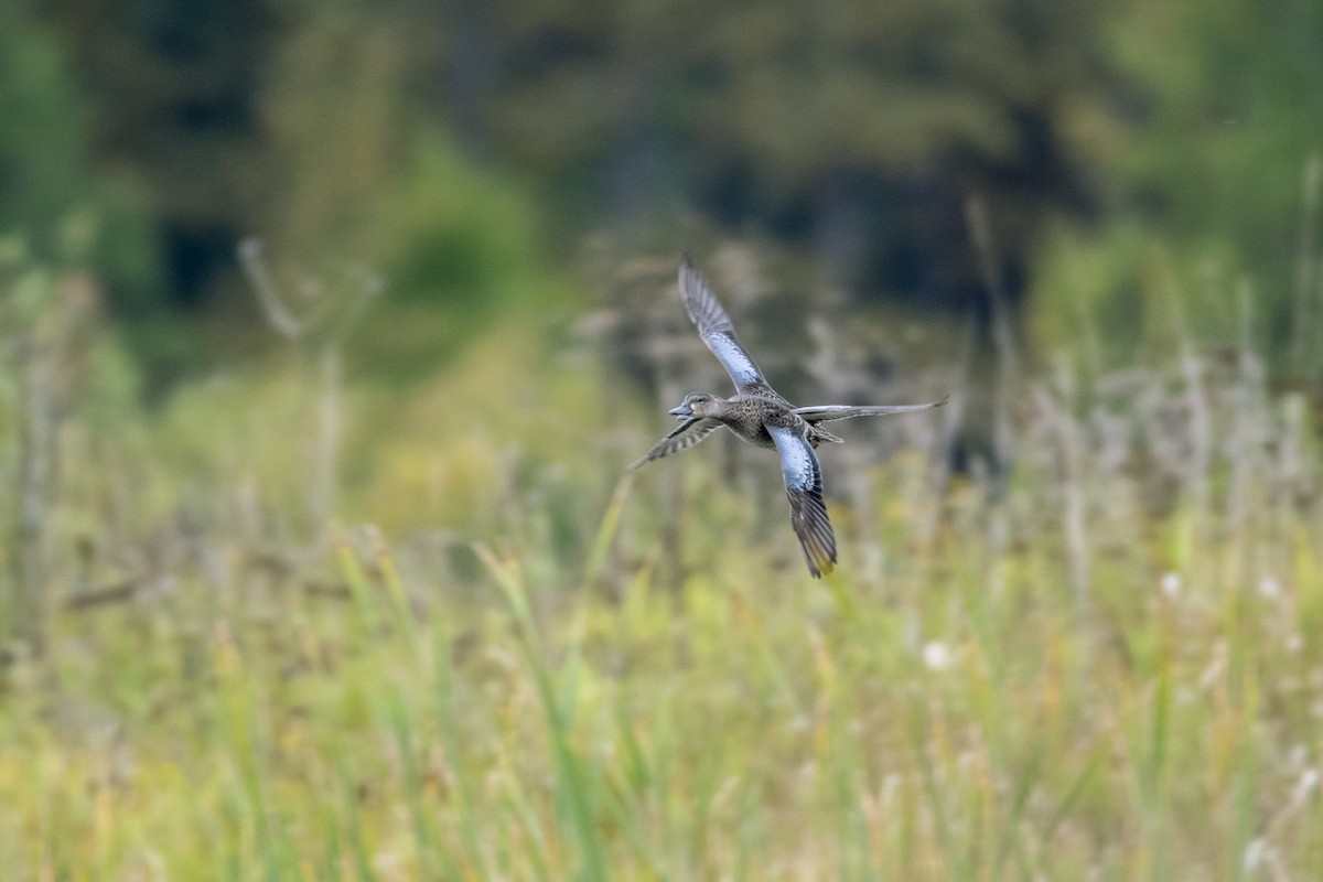 Blue-winged Teal - ML609519808