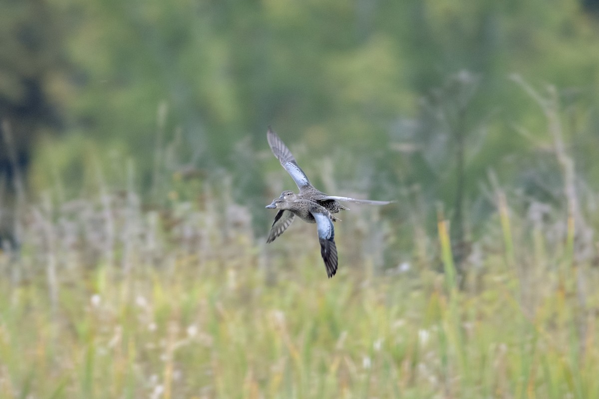 Blue-winged Teal - ML609519809
