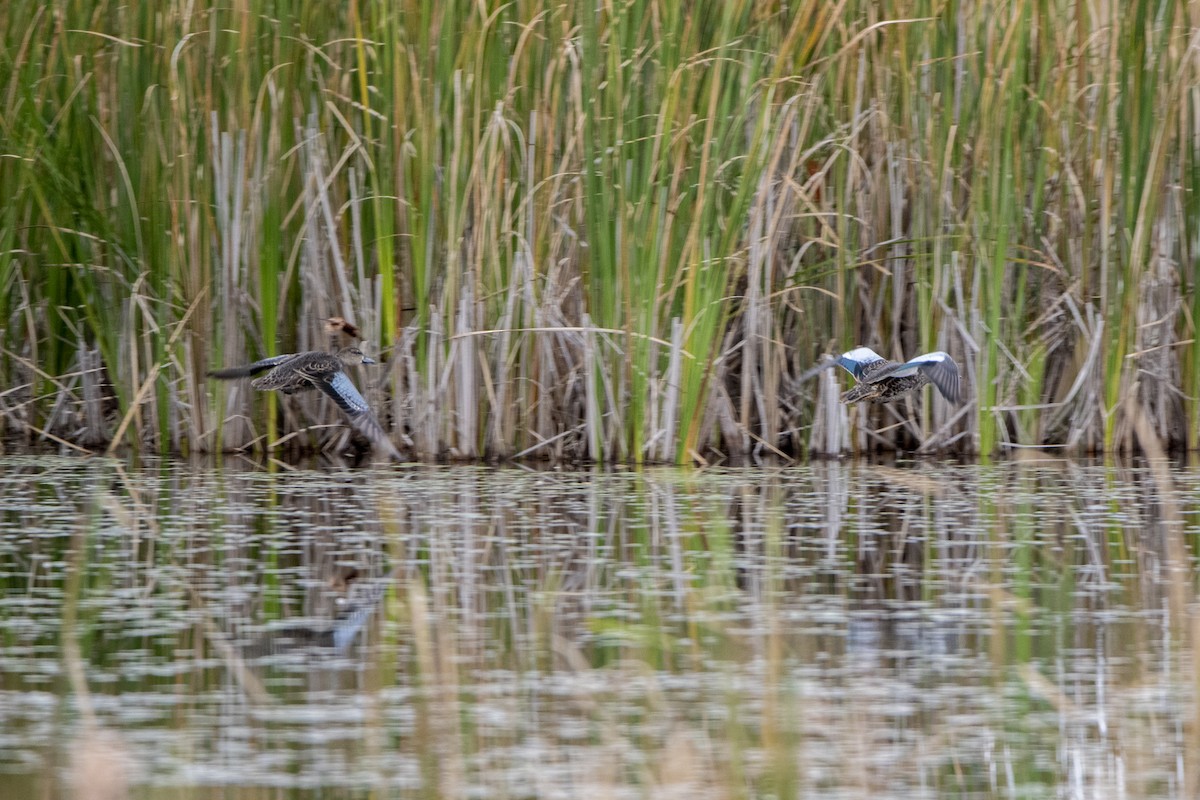 Blue-winged Teal - ML609519810