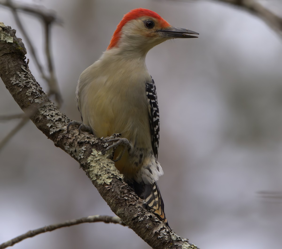 Red-bellied Woodpecker - ML609519815