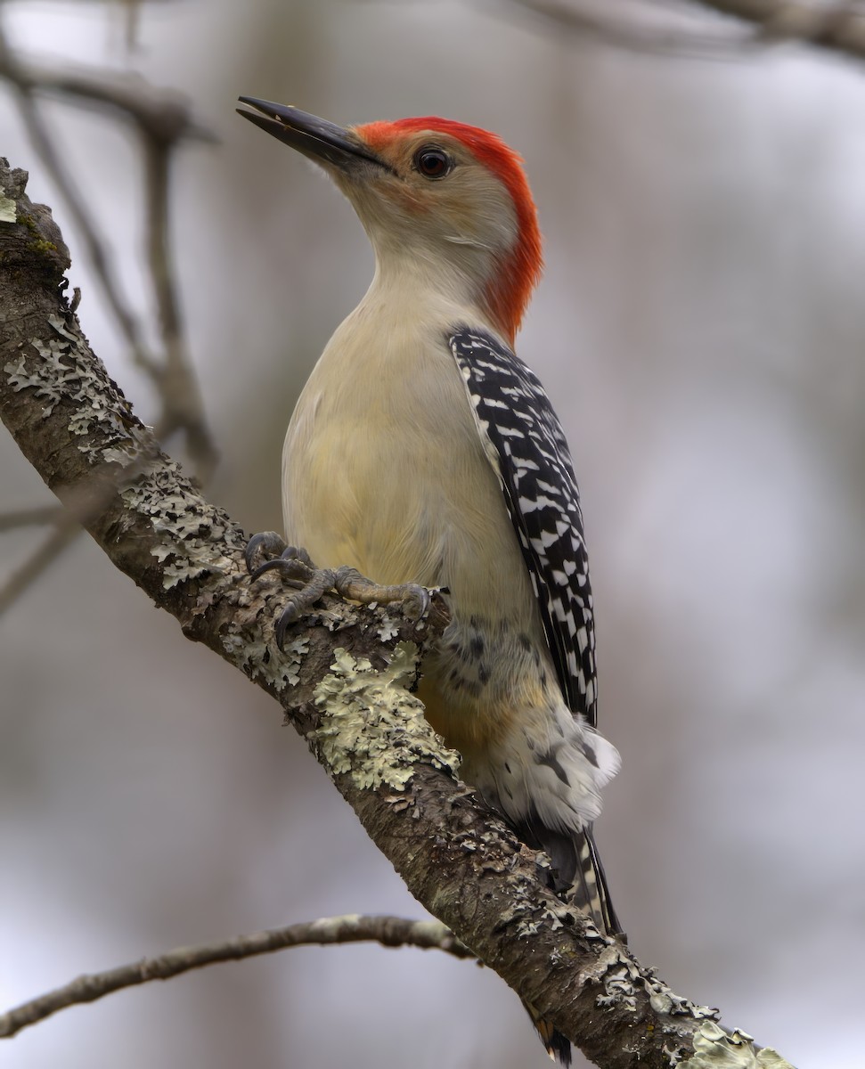 Red-bellied Woodpecker - ML609519816
