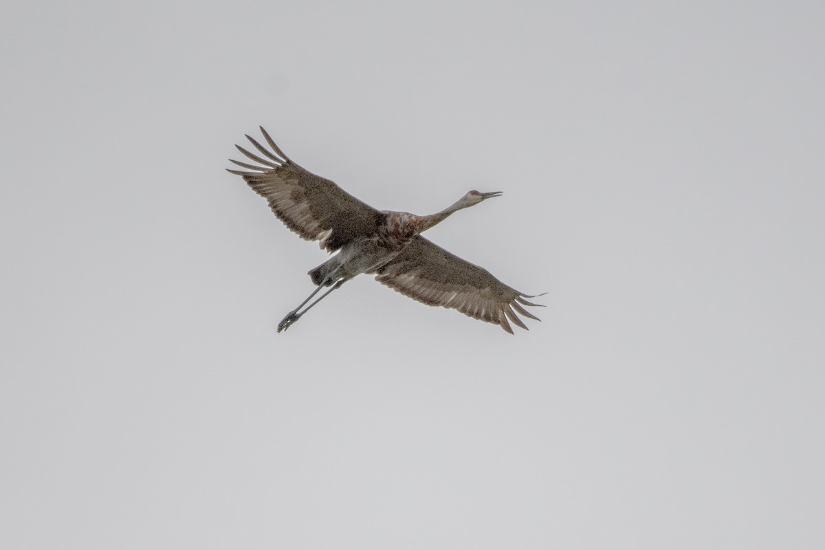 Sandhill Crane - ML609519826