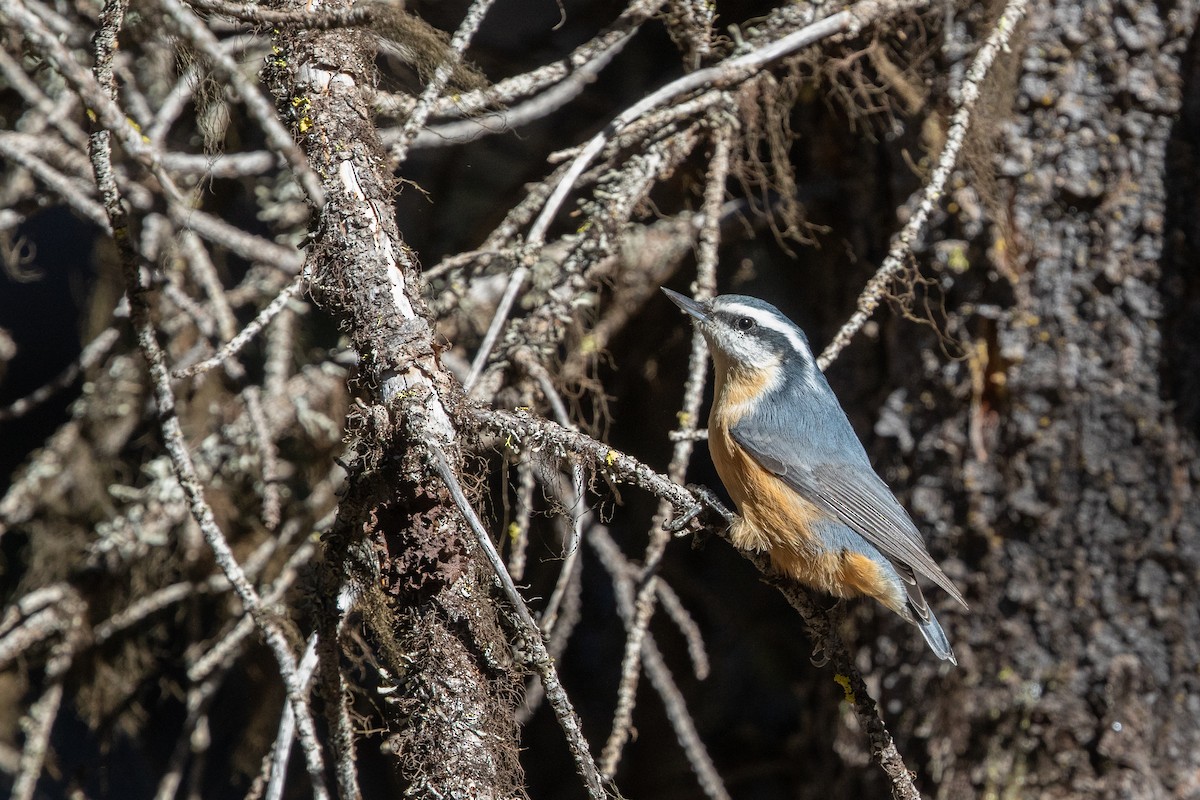 Red-breasted Nuthatch - ML609519898