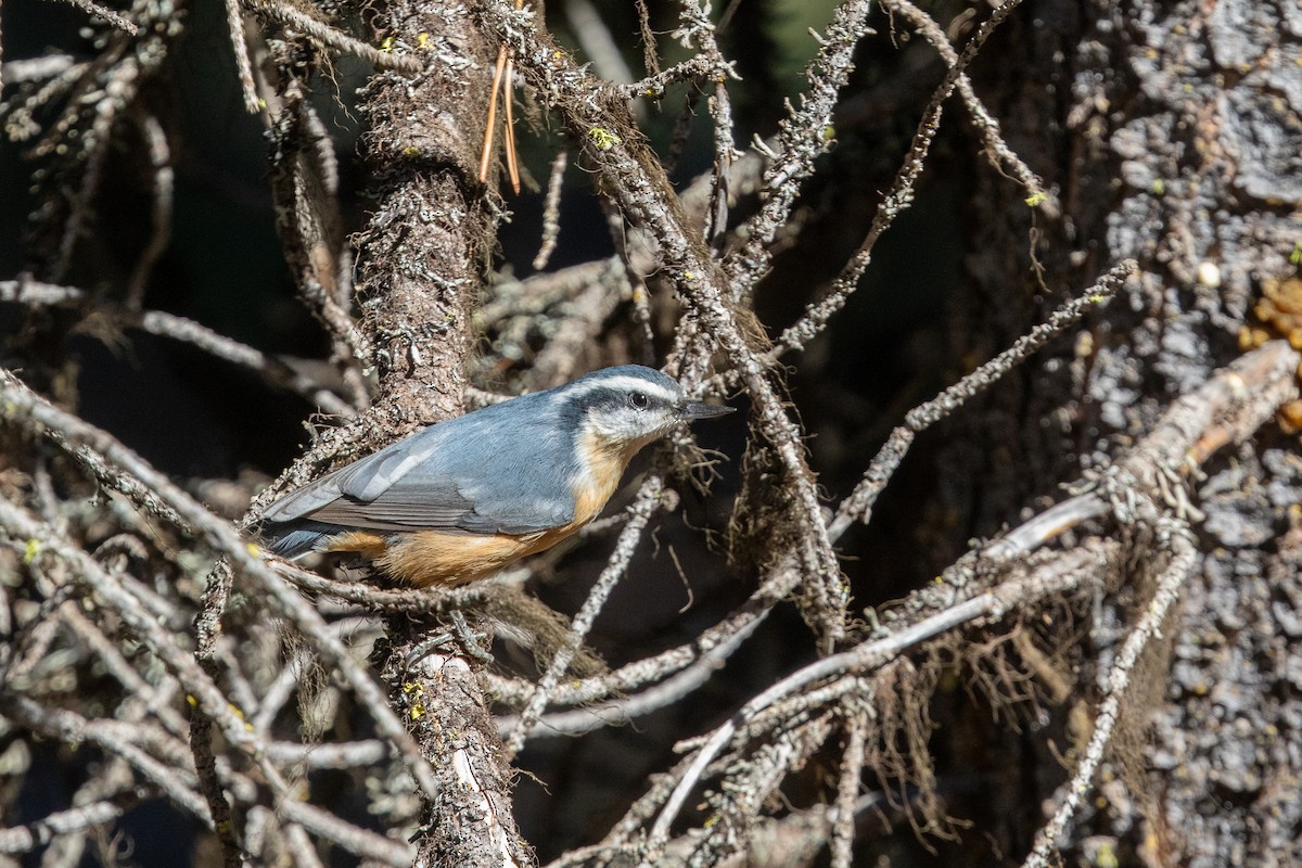 Red-breasted Nuthatch - ML609519899