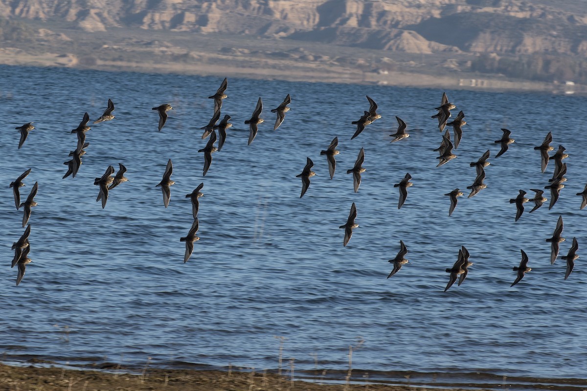 Baird's Sandpiper - ML609519904