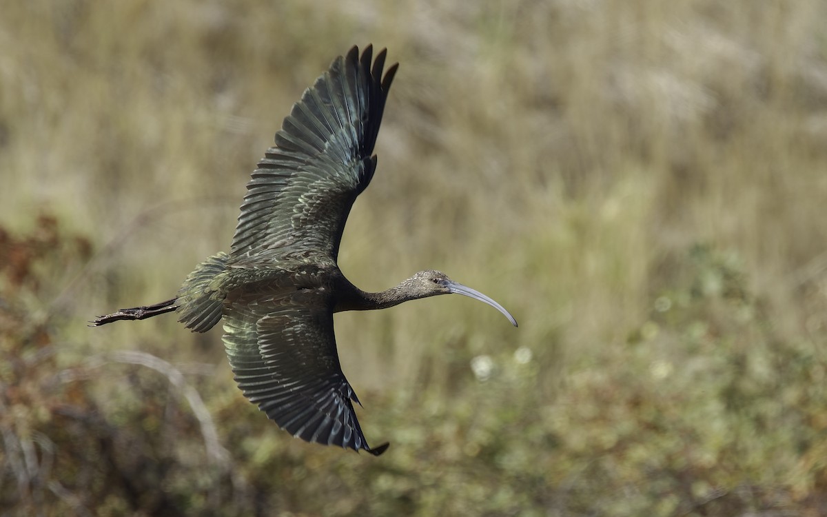 White-faced Ibis - ML609520028
