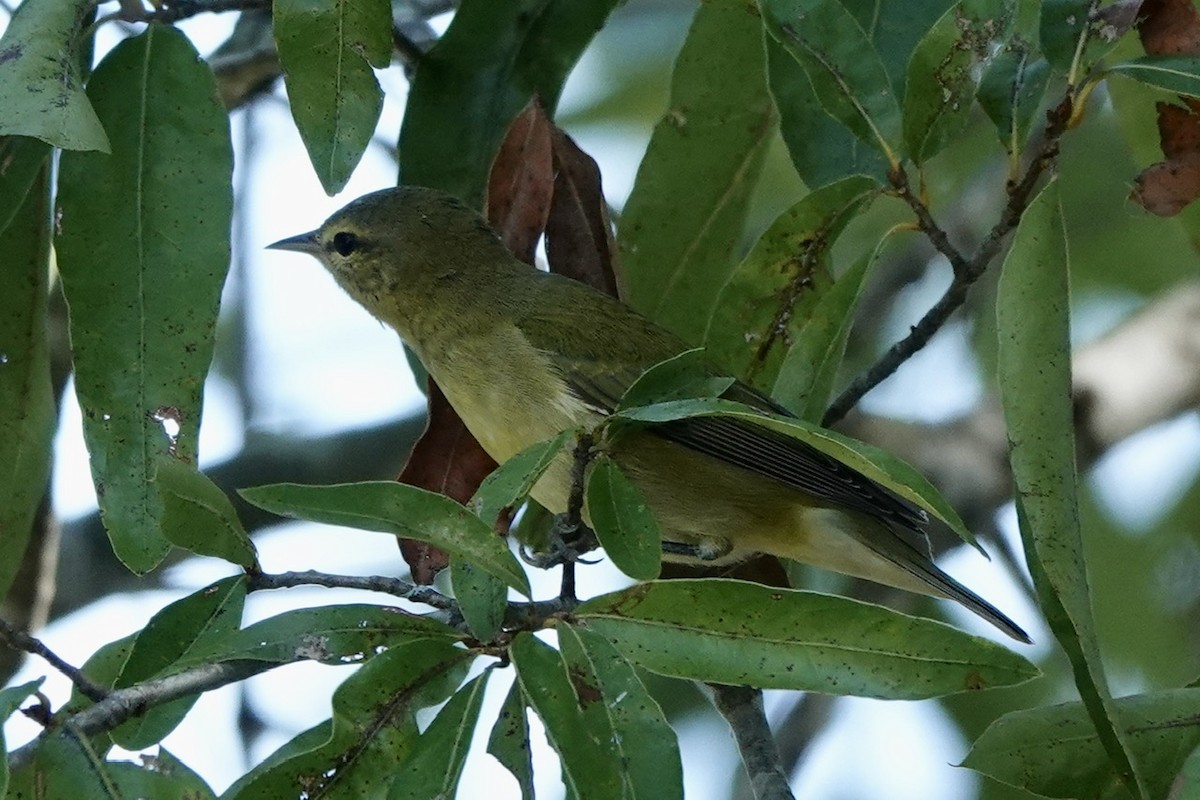 Tennessee Warbler - ML609520043