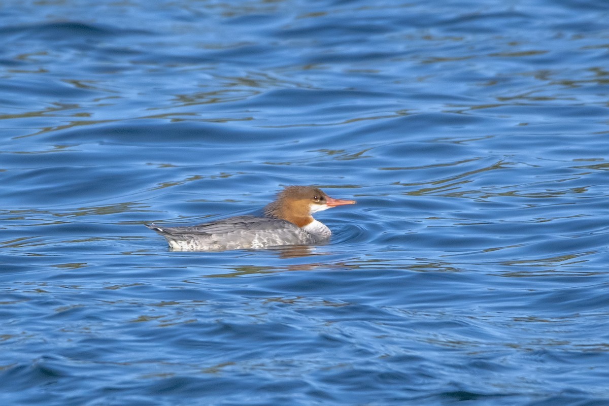 Common Merganser - Peter Sproule