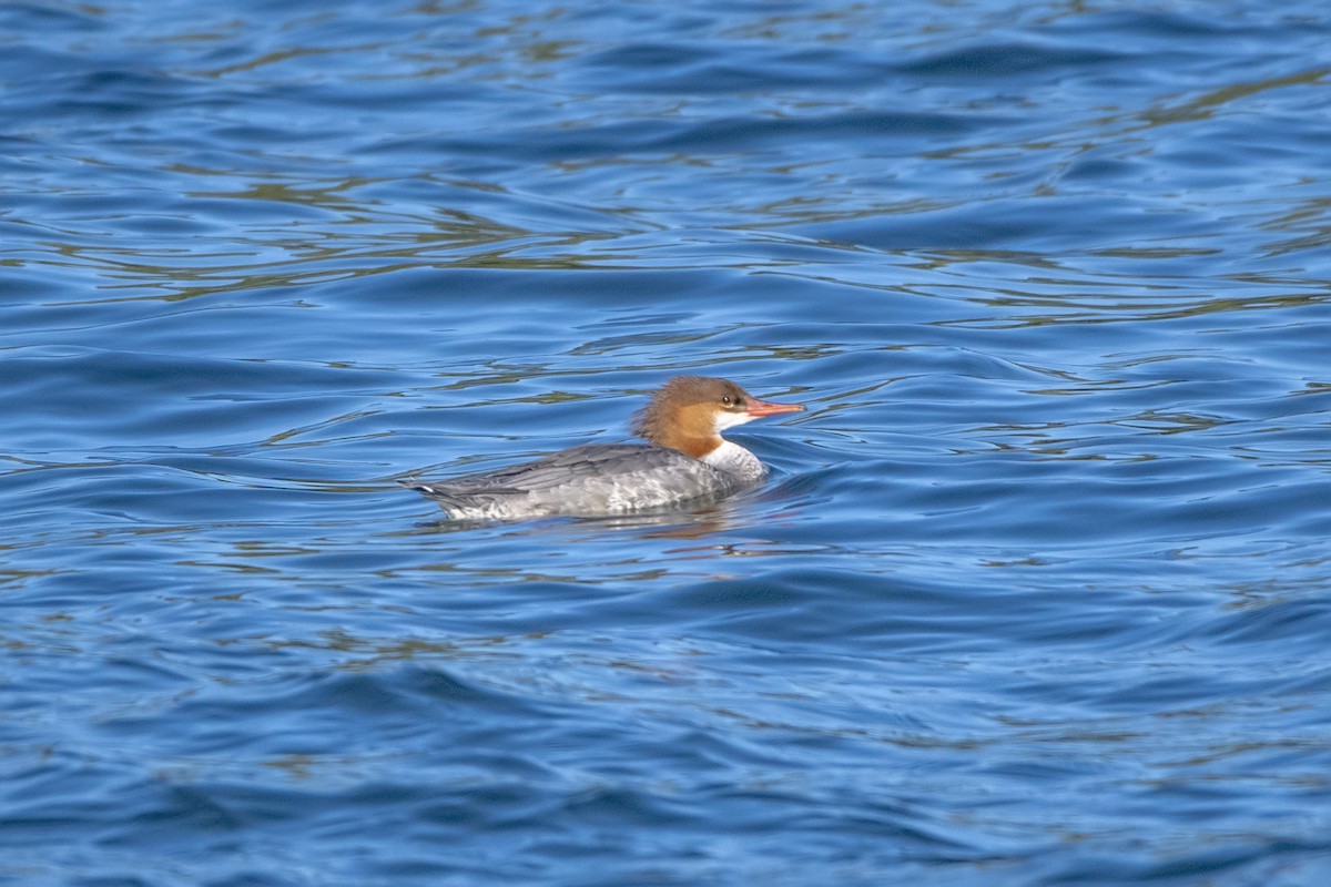 Common Merganser - Peter Sproule